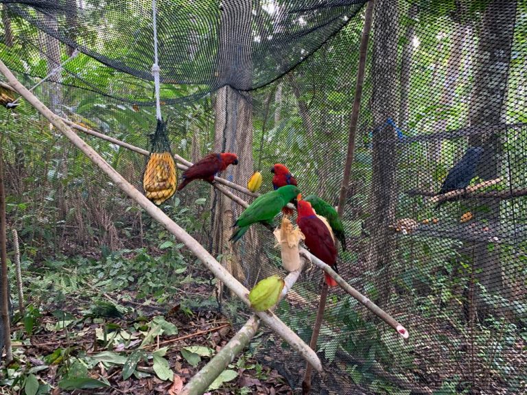 Hutan Adat Wokam Jadi Lokasi Pelepasliaran Satwa Dilindungi