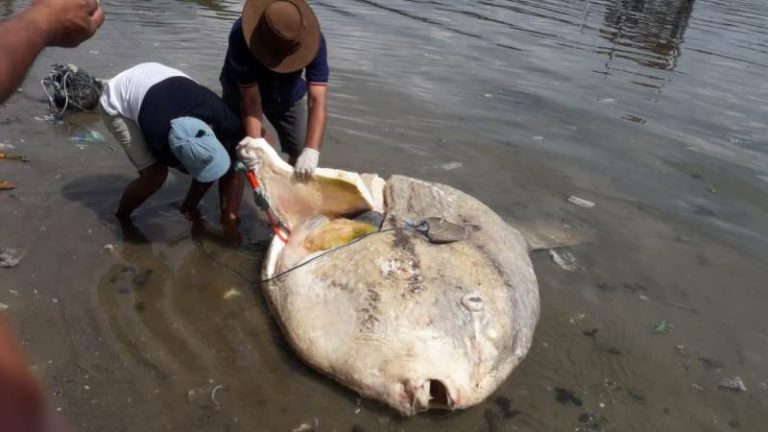 Ahli Perikanan Jelaskan Penyebab Kematian Ikan Mola-mola di Laut Teluk Ambon