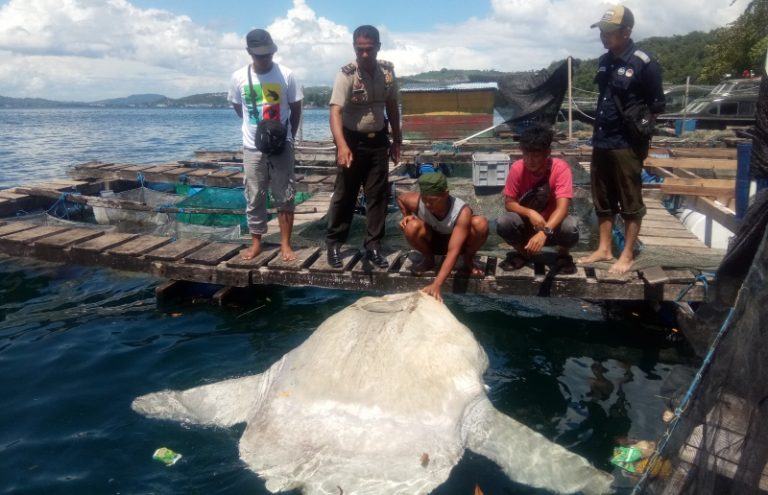 Ikan Mola-mola (Ocean Sunfish) Mati Terapung di Perairan Teluk Ambon, Apa Penyebabnya ?