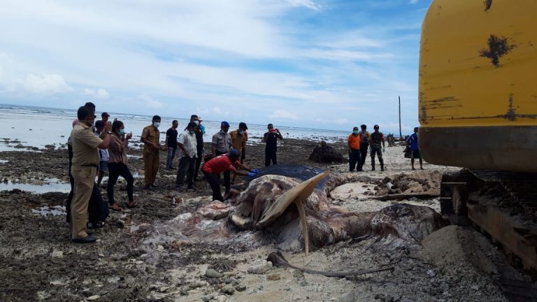 Bangkai Paus Biru Dikuburkan di Pantai Jikumerasa, Pulau Buru