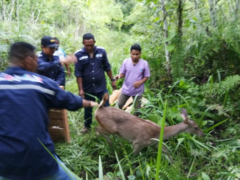 Lagi, BKSDA Maluku  Lepasliarkan Tiga ekor Rusa ke Hutan Seram