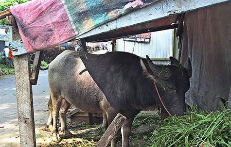 Kerbau Ngamuk  Membabi Buta di Pasar Mardika, Sejumlah Warga Terluka