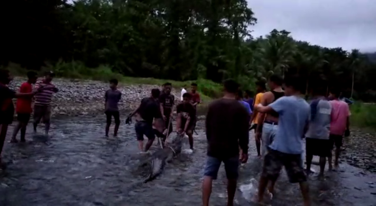 Mangsa Kambing, Seekor Buaya Dibunuh Warga Negeri Hualoy